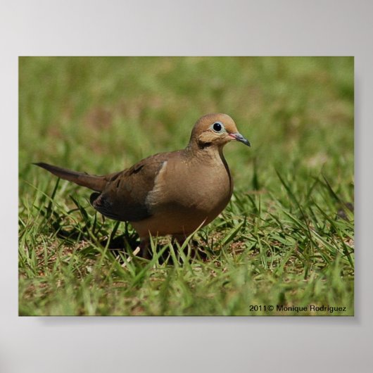 Mourning Dove Poster (Voorkant)