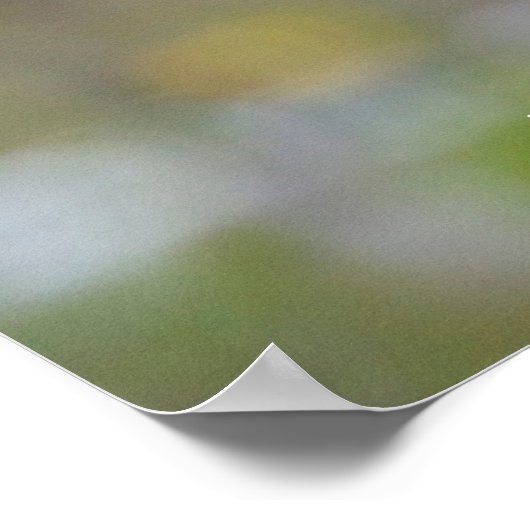 Mourning Dove Poster (Hoek)