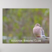 Mourning Dove Poster (Voorkant)