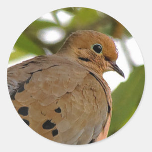 Mourning Dove Ronde Sticker