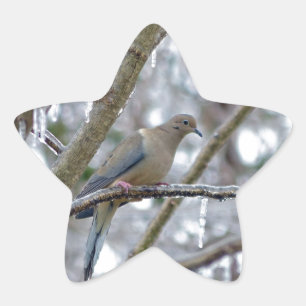 Mourning Dove Ster Sticker