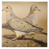 Mourning Dove Tegeltje (Voorkant)