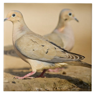 Mourning Dove Tegeltje