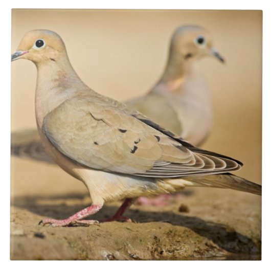 Mourning Dove Tegeltje (Voorkant)