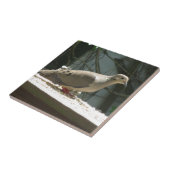 Mourning Dove Tegeltje (Zijkant)