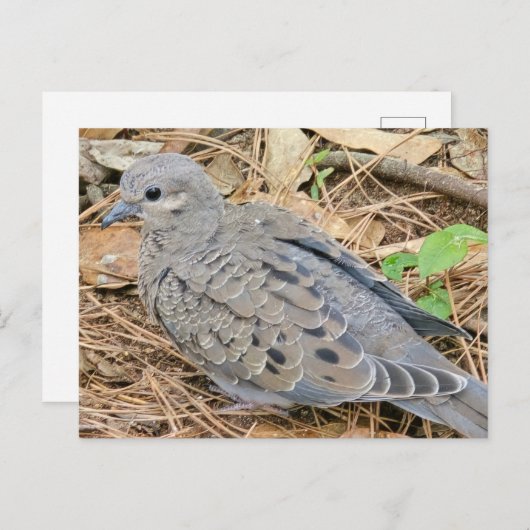 Mourning Dove Uitnodiging Briefkaart (Voorkant / Achterkant)