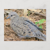 Mourning Dove Uitnodiging Briefkaart (Voorkant)