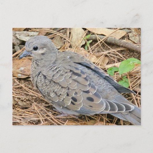 Mourning Dove Uitnodiging Briefkaart (Voorkant)