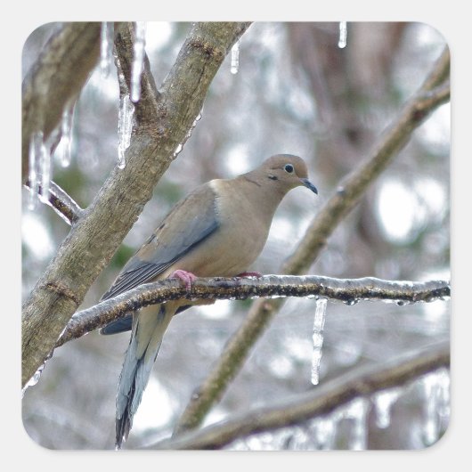 Mourning Dove Vierkante Sticker (Voorkant)
