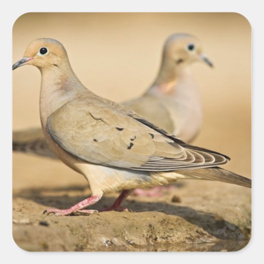 Mourning Dove Vierkante Sticker (Voorkant)