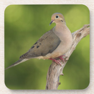 Mourning Dove, Zenaida macroura Drankjes Onderzetter