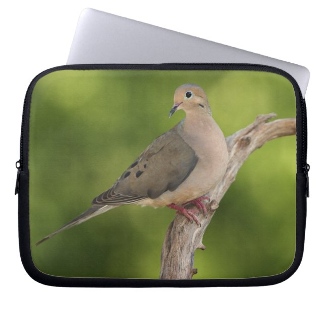 Mourning Dove, Zenaida macroura Laptop Sleeve (Voorkant)