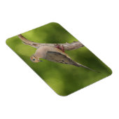 Mourning Dove, Zenaida macroura Magneet (Rechterzijde)