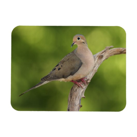 Mourning Dove, Zenaida macroura Magneet (Horizontaal)