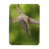 Mourning Dove, Zenaida macroura Magneet (Verticaal)