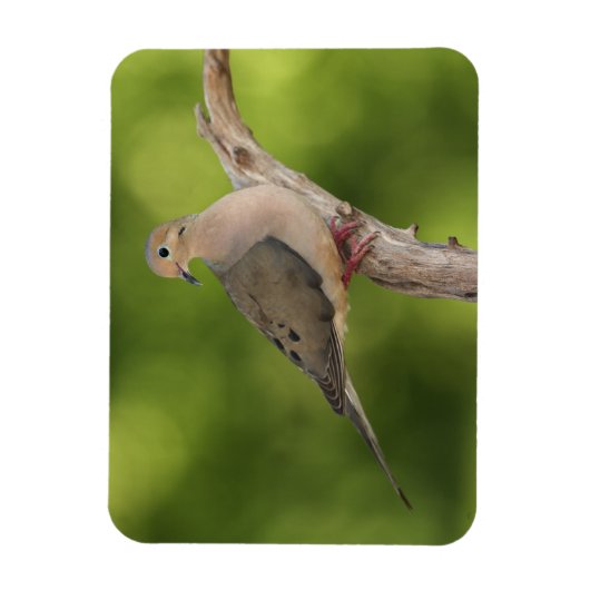 Mourning Dove, Zenaida macroura Magneet (Verticaal)