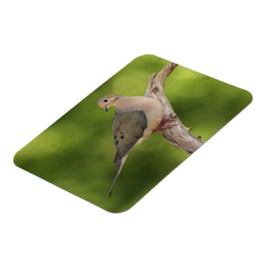 Mourning Dove, Zenaida macroura Magneet (Linkerzijde)