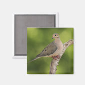 Mourning Dove, Zenaida macroura Magneet (Voorkant / Achterkant)