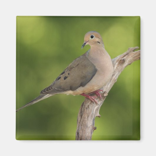 Mourning Dove, Zenaida macroura Magneet (Voorkant)