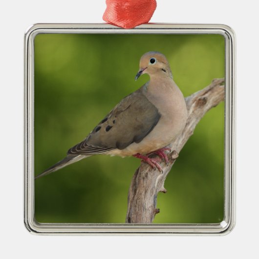 Mourning Dove, Zenaida macroura Metalen Ornament (Voorkant)