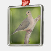 Mourning Dove, Zenaida macroura Metalen Ornament (Links)