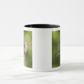 Mourning Dove, Zenaida macroura Mok (Midden)