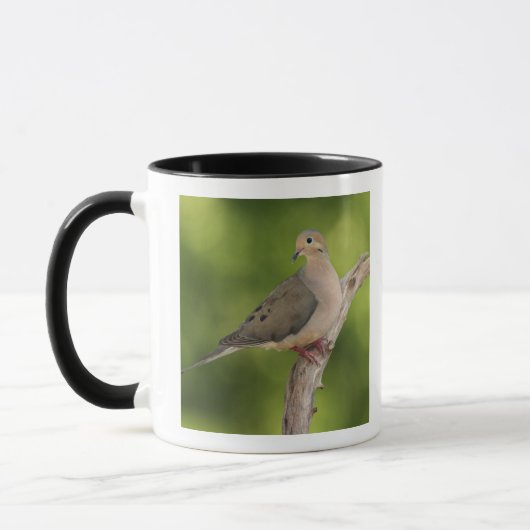 Mourning Dove, Zenaida macroura Mok (Links)