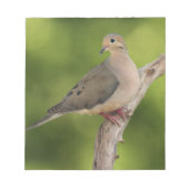 Mourning Dove, Zenaida macroura Notitieblok (Voorkant)