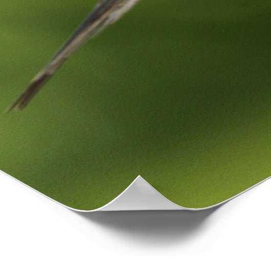 Mourning Dove, Zenaida macroura Poster (Hoek)