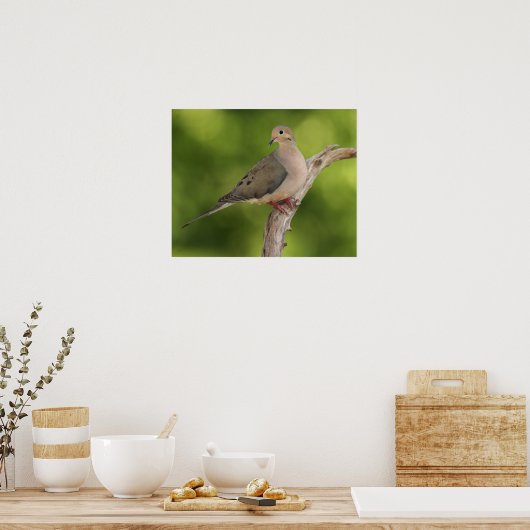 Mourning Dove, Zenaida macroura Poster (Keuken)
