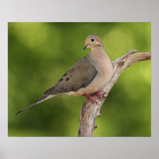 Mourning Dove, Zenaida macroura Poster (Voorkant)