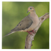 Mourning Dove, Zenaida macroura Tegeltje (Voorkant)