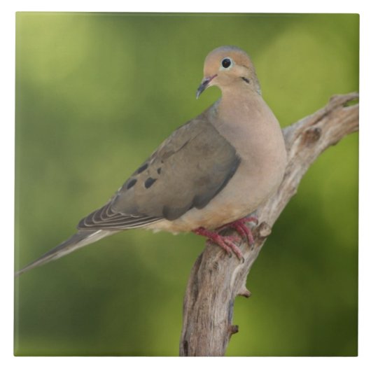 Mourning Dove, Zenaida macroura Tegeltje (Voorkant)