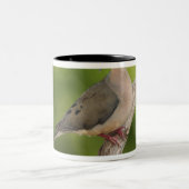 Mourning Dove, Zenaida macroura Tweekleurige Koffiemok (Center)