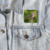 Mourning Dove, Zenaida macroura Vierkante Button 5,1 Cm (In situ)