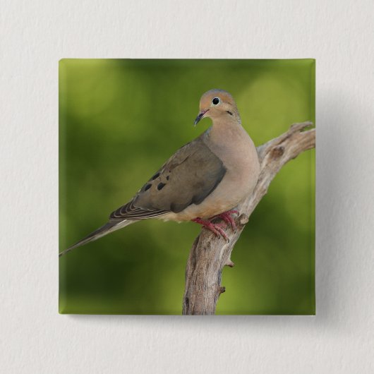 Mourning Dove, Zenaida macroura Vierkante Button 5,1 Cm (Voorkant)