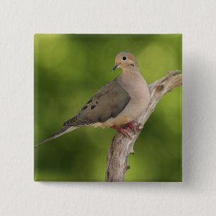 Mourning Dove, Zenaida macroura Vierkante Button 5,1 Cm
