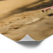 Mourning Dove (Zenaida macroura) volwassenen op Poster (Hoek)