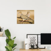 Mourning Dove (Zenaida macroura) volwassenen op Poster (Thuiskantoor)