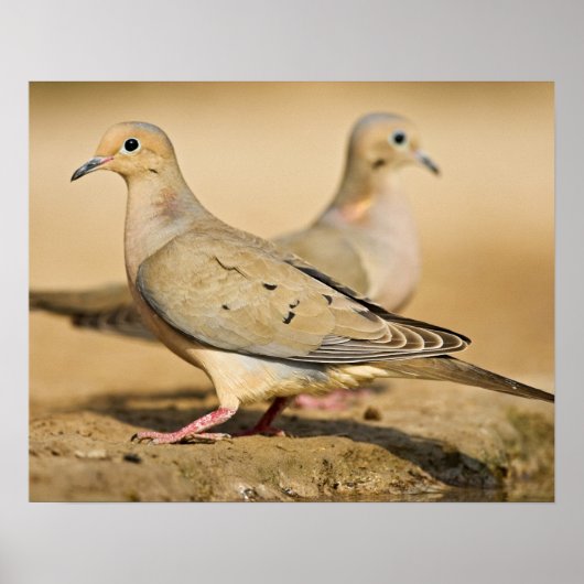 Mourning Dove (Zenaida macroura) volwassenen op Poster (Voorkant)