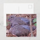 Mourning Doves Briefkaart (Voorkant / Achterkant)