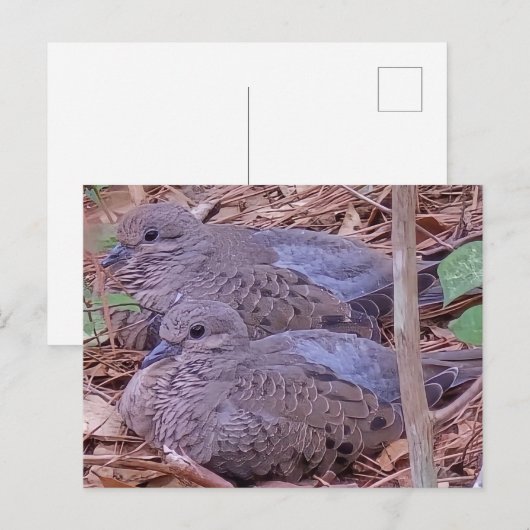 Mourning Doves Briefkaart (Voorkant / Achterkant)