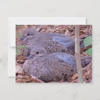 Mourning Doves Briefkaart