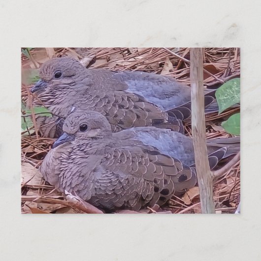 Mourning Doves Briefkaart (Voorkant)