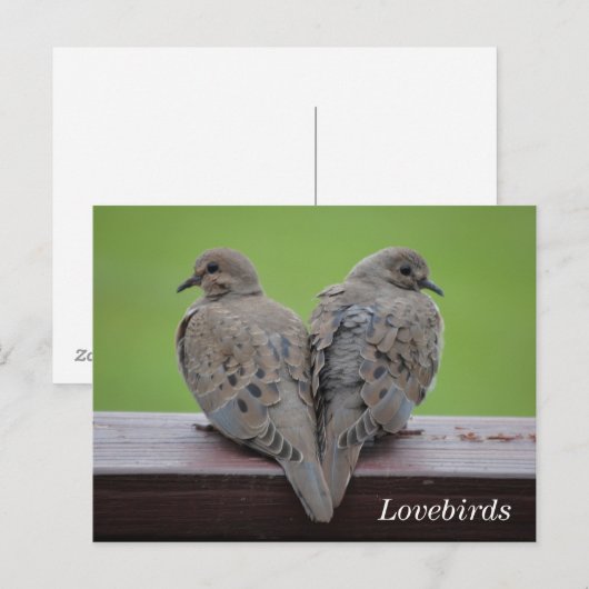 Mourning Doves Briefkaart (Voorkant / Achterkant)