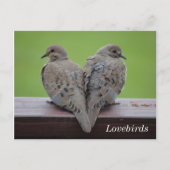 Mourning Doves Briefkaart (Voorkant)