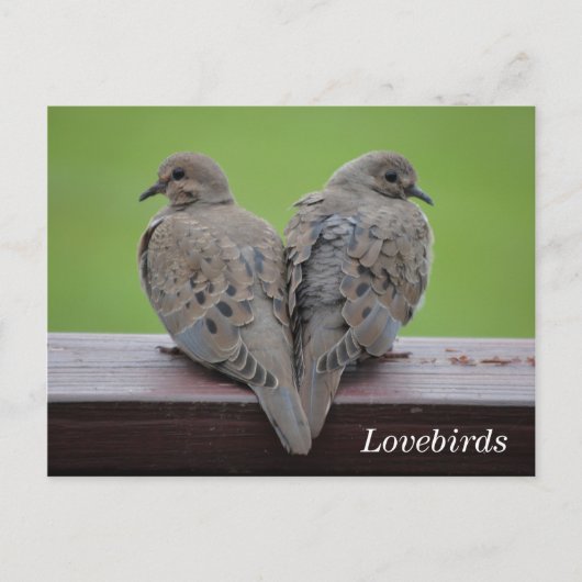 Mourning Doves Briefkaart (Voorkant)