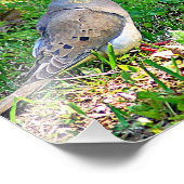 Mourning Doves Foto Afdruk (Hoek)