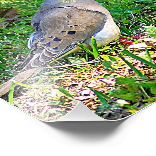 Mourning Doves Foto Afdruk (Hoek)