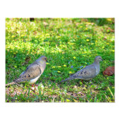 Mourning Doves Foto Afdruk (Voorkant)